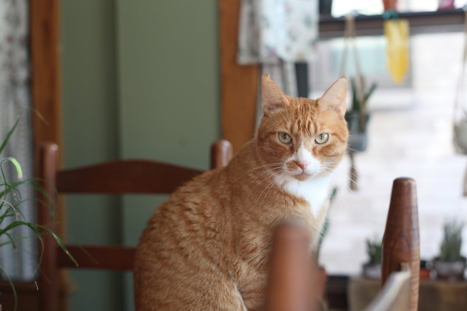 A ginger and white cat sitting on a wooden chair, looking at the camera